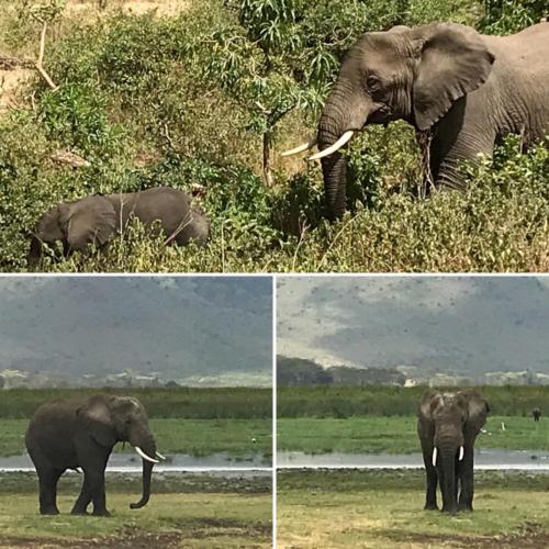 Serengeti National Park - elephants