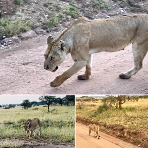 Serengeti National Park - female lion